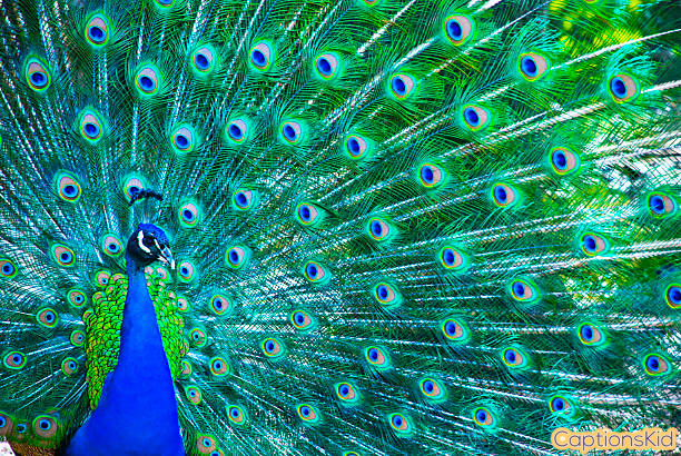 Peacock Captions For Instagram