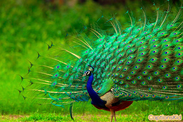 Beauty Of Peacock Captions For Instagram