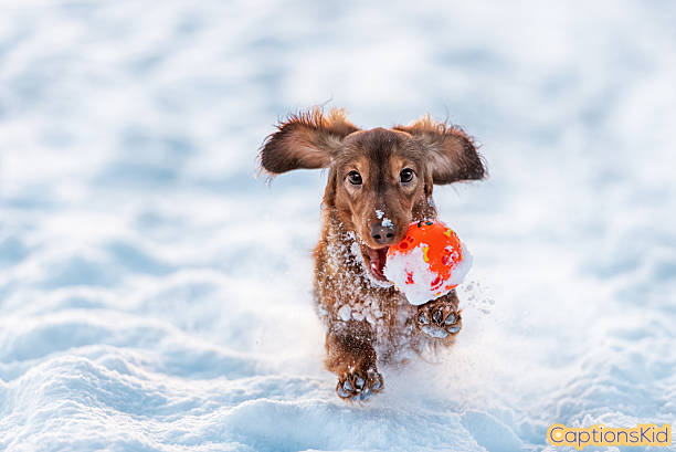 Snow Dog Captions For Instagram