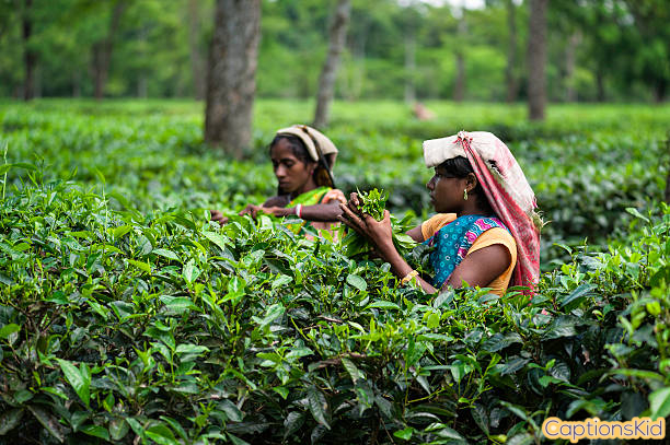 Tea Garden Captions For Instagram